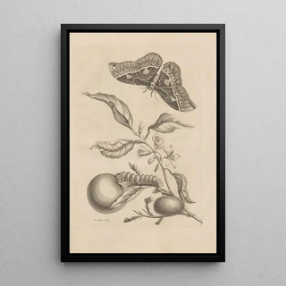 Maria Sibylla Merian - Dissertatio de generatione et metamorphosibus insectorum surinamensium Pl52.webp