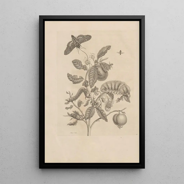 Dissertatio de generatione et metamorphoses des insectes surinamens Pl57 - Maria Sibylla Merian — framed artwork on a wall