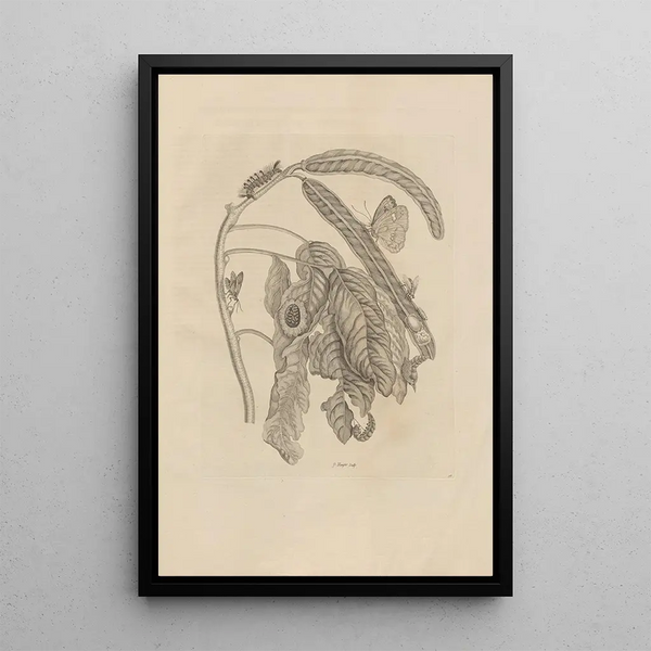 Dissertatio de generatione et metamorphoses des insectes surinamens Pl58 - Maria Sibylla Merian — framed artwork on a wall