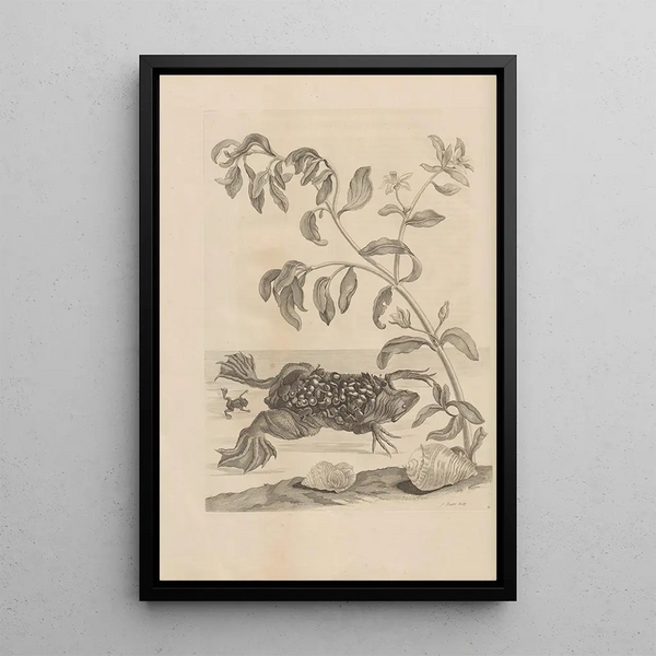 Dissertatio de generatione et metamorphoses des insectes surinamens Pl59 - Maria Sibylla Merian — framed artwork on a wall