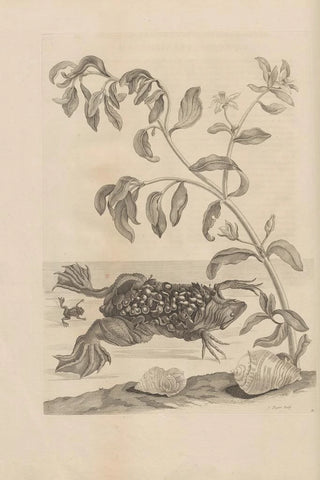 Maria Sibylla Merian - Dissertatio de generatione et metamorphosibus insectorum surinamensium Pl59.webp