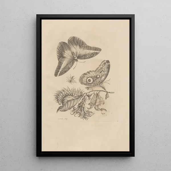 Dissertatio on the generation and metamorphosis of Surinamese insects - Maria Sibylla Merian — framed artwork on a wall