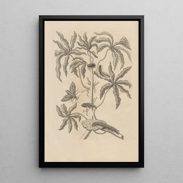 Dissertatio de generatione et metamorphoses des insectes surinamens Pl61 - Maria Sibylla Merian — framed artwork on a wall