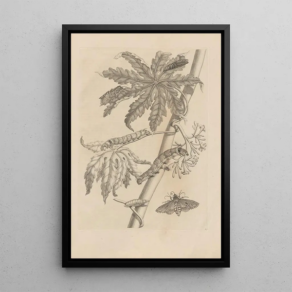 Dissertatio de generatione et metamorphoses des insectes surinamens Pl62 - Maria Sibylla Merian — framed artwork on a wall