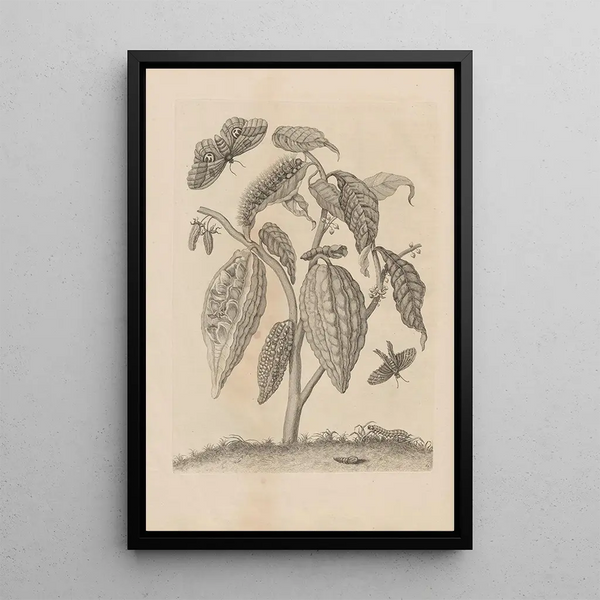 Dissertatio de generatione et metamorphoses des insectes surinamens Pl63 - Maria Sibylla Merian — framed artwork on a wall