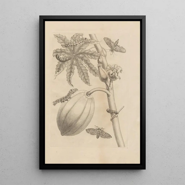 Dissertatio de generatione et metamorphoses des insectes surinamens Pl64 - Maria Sibylla Merian — framed artwork on a wall
