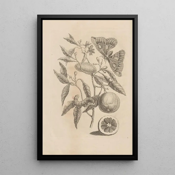 Dissertatio de generatione et metamorphoses des insectes surinamens Pl65 - Maria Sibylla Merian — framed artwork on a wall