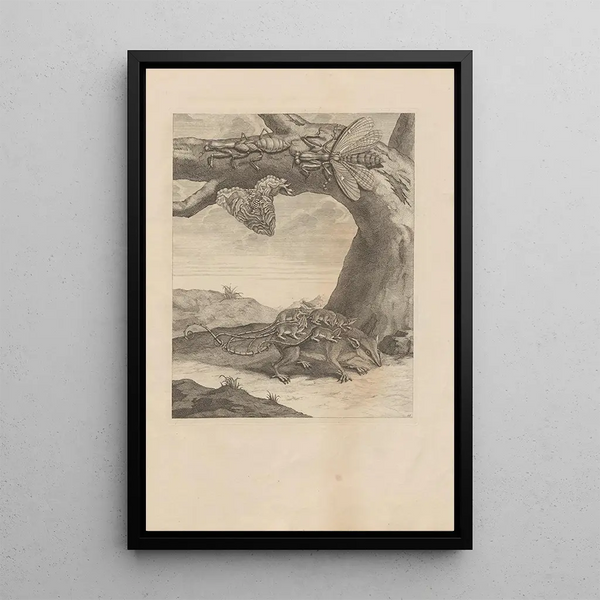 Dissertatio de generatione et metamorphoses des insectes surinamens Pl66 - Maria Sibylla Merian — framed artwork on a wall