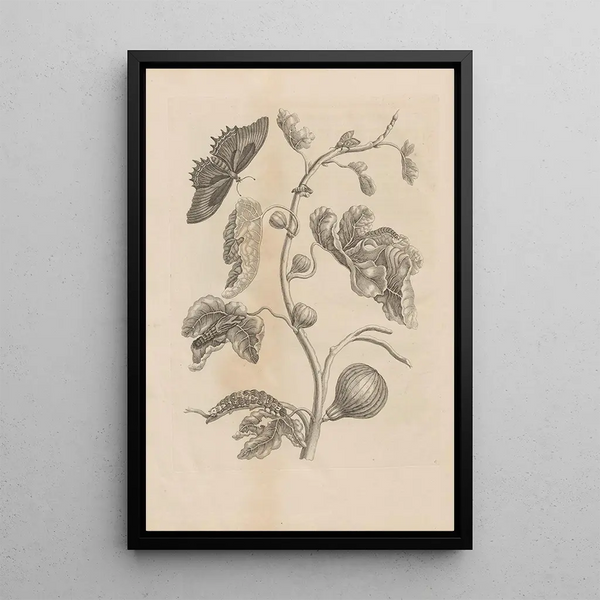 Dissertatio de generatione et metamorphoses des insectes surinamens Pl67 - Maria Sibylla Merian — framed artwork on a wall