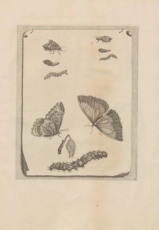 Maria Sibylla Merian - Dissertatio de generatione et metamorphosibus insectorum surinamensium Pl68.webp