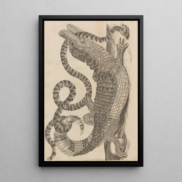 Dissertatio de generatione et metamorphoses des insectes surinamens Pl69 - Maria Sibylla Merian — framed artwork on a wall