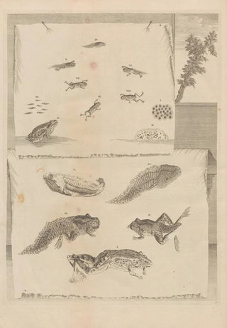 Maria Sibylla Merian - Dissertatio de generatione et metamorphosibus insectorum surinamensium Pl71.webp