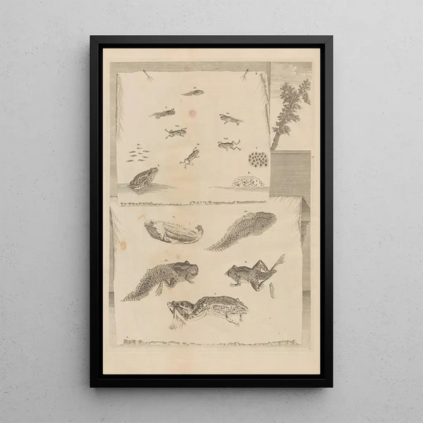 Dissertatio de generatione et metamorphosibus insectorum surinamensium Pl71 - Maria Sibylla Merian — framed artwork on a wall