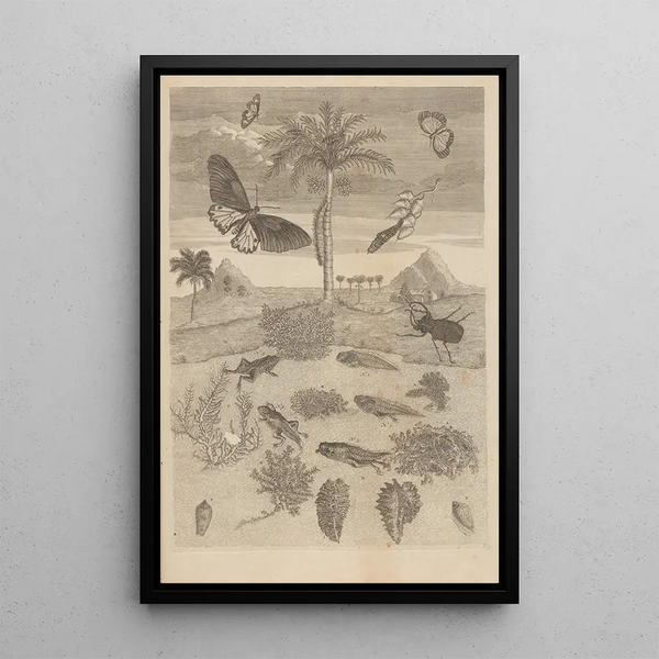 Dissertatio de generatione et metamorphosibus insectorum surinamensium Pl72 - Maria Sibylla Merian — framed artwork on a wall