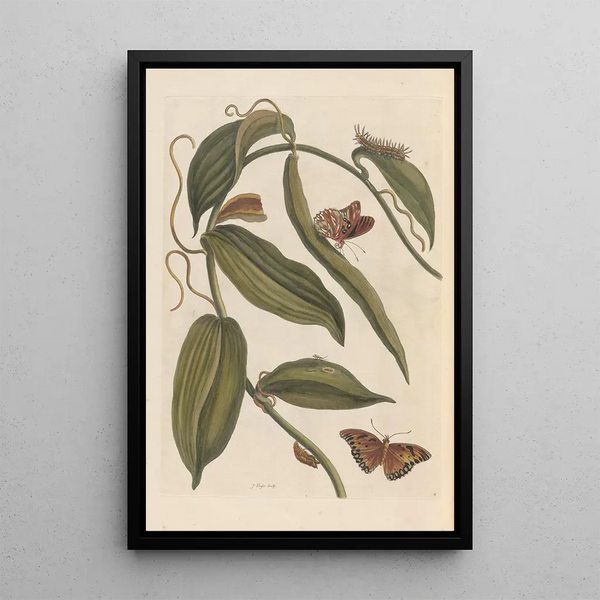 Dissertation sur la génération et les transformations des insectes de Surinam Pl01 - Maria Sibylla Merian — framed artwork on a wall