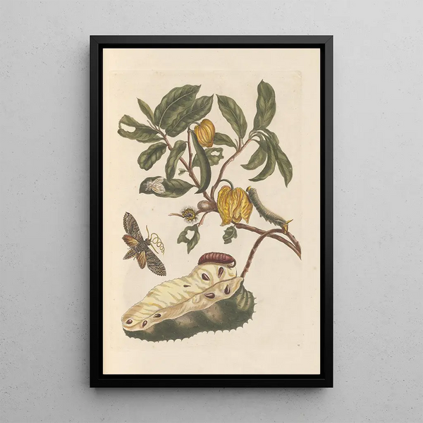 Dissertation sur la génération et les transformations des insectes de Surinam Pl02 - Maria Sibylla Merian — framed artwork on a wall