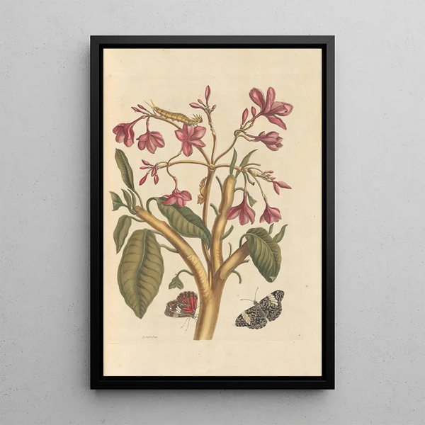 Dissertation on the generation and transformations of insects from Suriname Pl04 - Maria Sibylla Merian — framed artwork on a wall