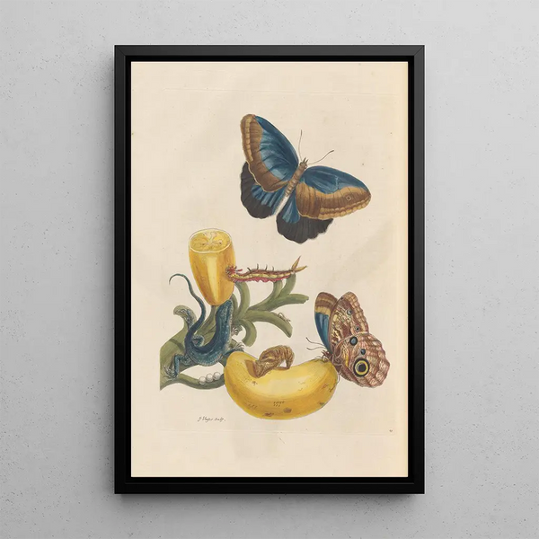 Dissertation on the generation and transformations of insects from Suriname Pl05 - Maria Sibylla Merian — framed artwork on a wall