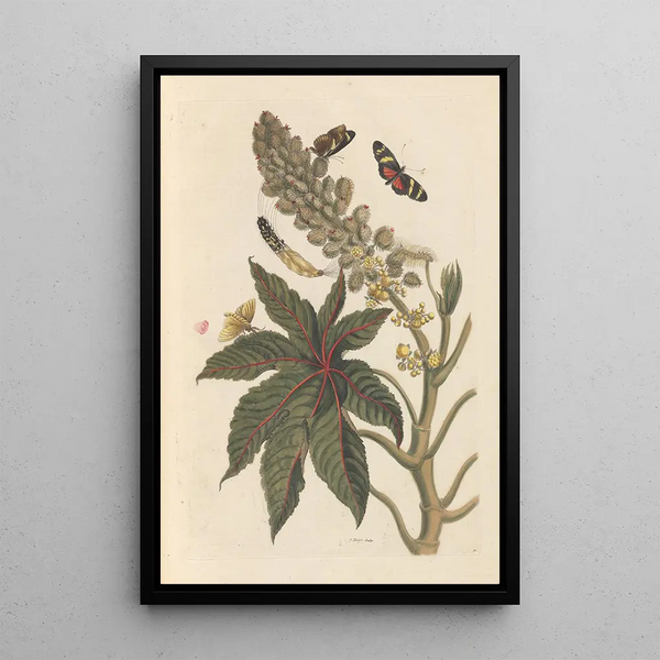 Dissertation on the generation and transformations of insects from Suriname Pl06 - Maria Sibylla Merian — framed artwork on a wall