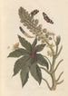 Dissertation sur la génération et les transformations des insectes de Surinam Pl06 - Maria Sibylla Merian — vista dell’opera