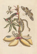 Dissertation sur la génération et les transformations des insectes de Surinam Pl07 - Maria Sibylla Merian — vista dell’opera