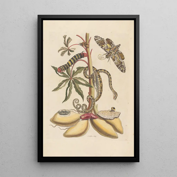 Dissertation sur la génération et les transformations des insectes de Surinam Pl07 - Maria Sibylla Merian — framed artwork on a wall