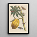 Dissertation über die Entstehung und die Transformationen der Insekten von Surinam Pl09 - Maria Sibylla Merian — gerahmtes Bild an der Wand