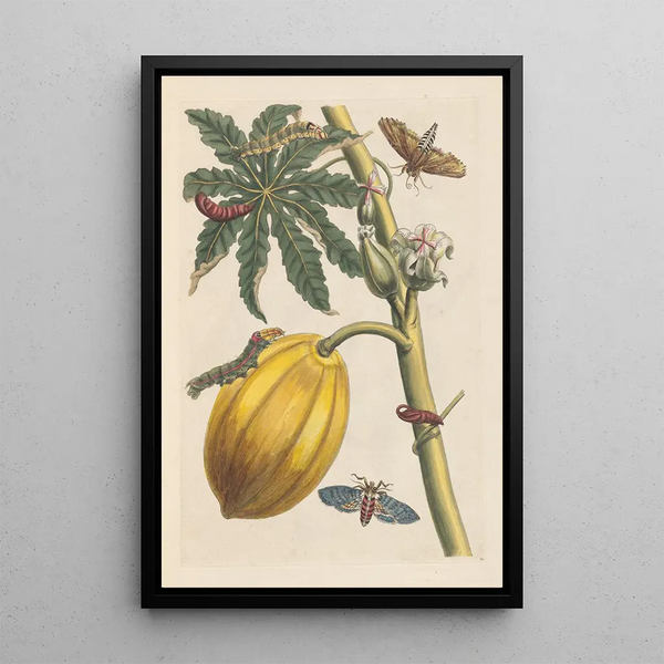 Dissertation sur la génération et les transformations des insectes de Surinam Pl09 - Maria Sibylla Merian — framed artwork on a wall