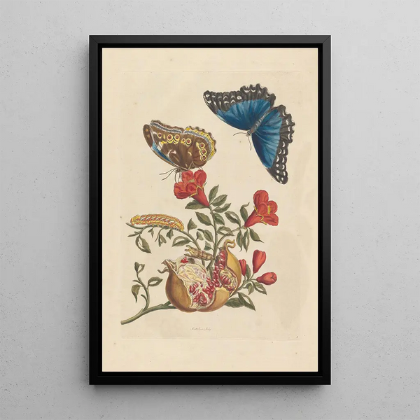 Dissertation on the generation and transformations of insects from Suriname Pl10 - Maria Sibylla Merian — framed artwork on a wall