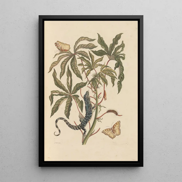 Dissertation sur la génération et les transformations des insectes de Surinam Pl11 - Maria Sibylla Merian — framed artwork on a wall