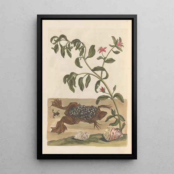 Dissertation sur la génération et les transformations des insectes de Surinam Pl13 - Maria Sibylla Merian — framed artwork on a wall