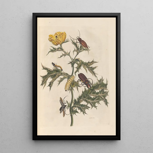 Dissertation on the generation and transformations of insects from Suriname Pl14 - Maria Sibylla Merian — framed artwork on a wall