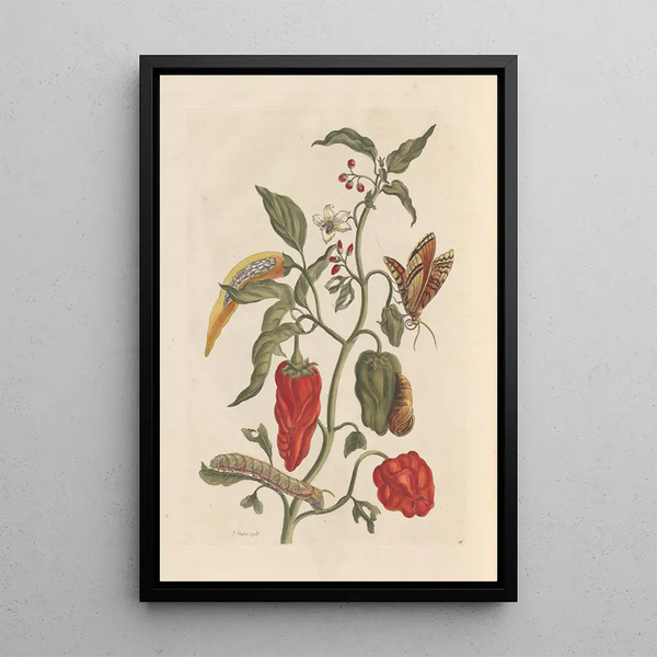 Dissertation on the generation and transformations of insects from Suriname Pl15 - Maria Sibylla Merian — framed artwork on a wall