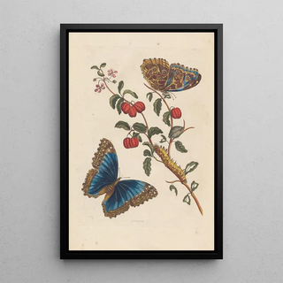 Maria Sibylla Merian - Dissertation sur la generation et les transformations des insectes de Surinam Pl18.webp