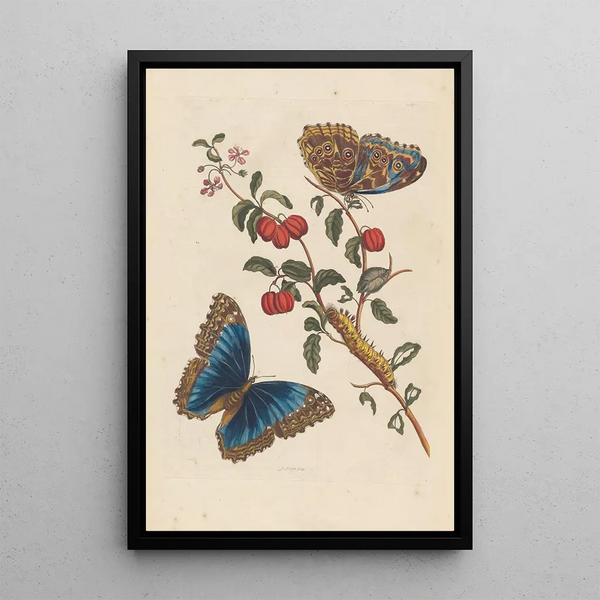 Dissertation on the generation and transformations of insects from Suriname Pl18 - Maria Sibylla Merian — framed artwork on a wall