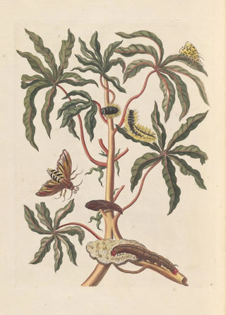 Maria Sibylla Merian - Dissertation sur la generation et les transformations des insectes de Surinam Pl19.webp