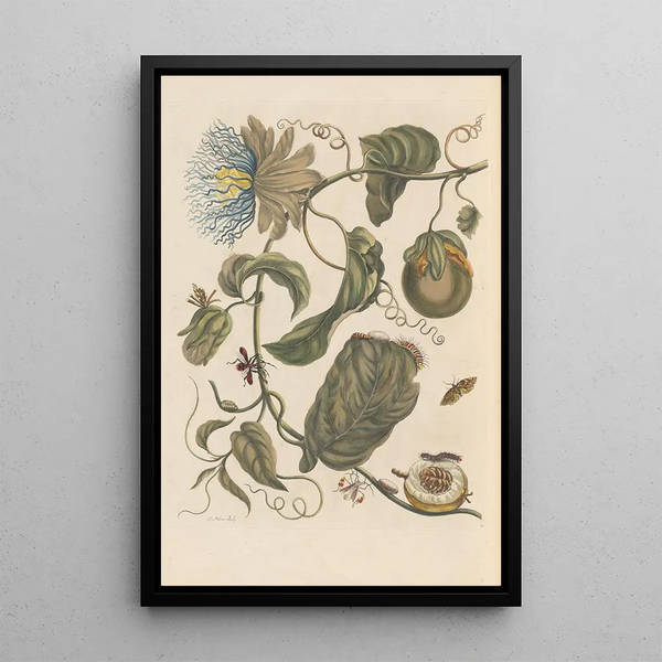 Dissertation on the generation and transformations of insects from Suriname Pl23 - Maria Sibylla Merian — framed artwork on a wall