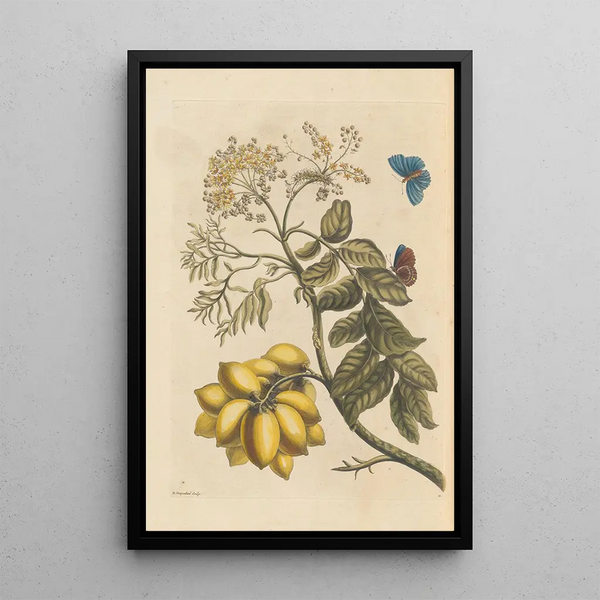 Dissertation sur la génération et les transformations des insectes de Surinam Pl24 - Maria Sibylla Merian — framed artwork on a wall