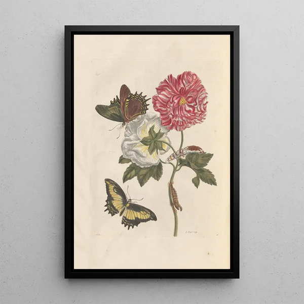 Dissertation on the generation and transformations of insects from Suriname Pl25 - Maria Sibylla Merian — framed artwork on a wall