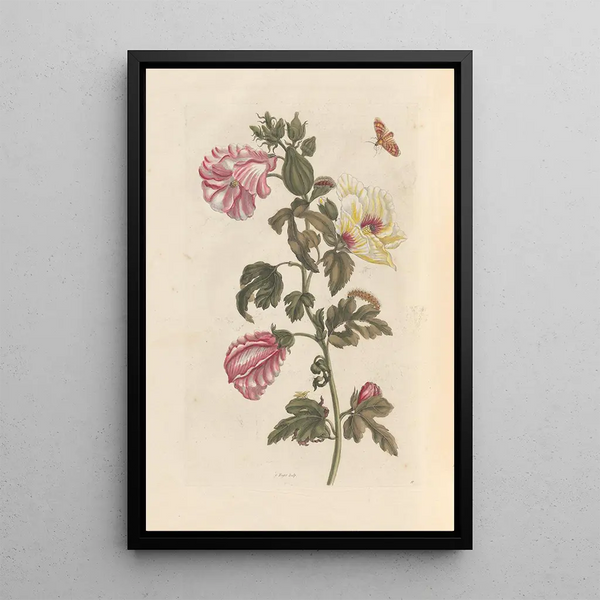 Dissertation on the generation and transformations of insects from Suriname Pl27 - Maria Sibylla Merian — framed artwork on a wall