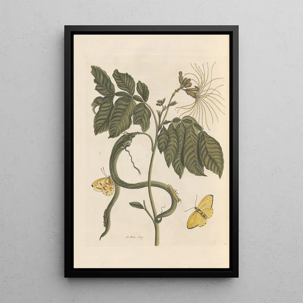 Dissertation on the generation and transformations of insects from Suriname Pl28 - Maria Sibylla Merian — framed artwork on a wall
