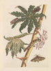 Dissertation sur la génération et les transformations des insectes de Surinam Pl30 - Maria Sibylla Merian — vista dell’opera