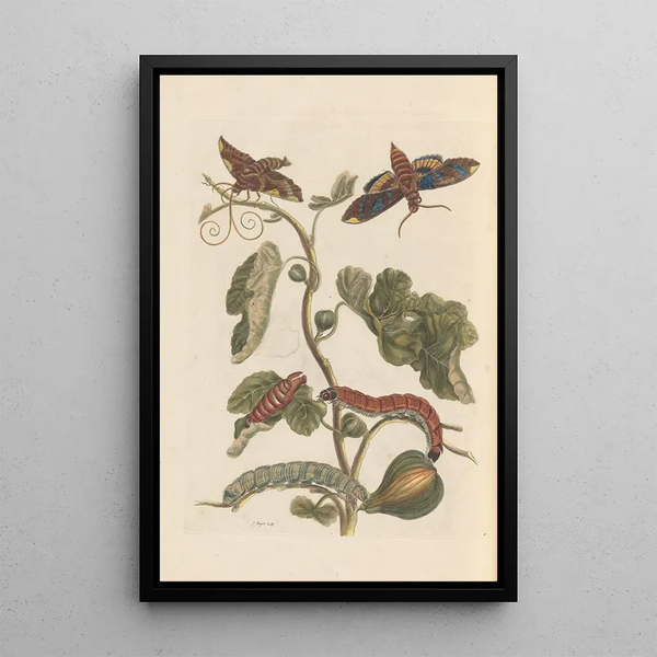 Dissertation sur la génération et les transformations des insectes de Surinam Pl34 - Maria Sibylla Merian — framed artwork on a wall