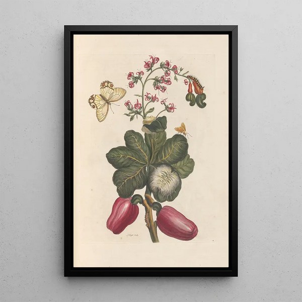 Dissertation on the generation and transformations of insects from Suriname Pl36 - Maria Sibylla Merian — framed artwork on a wall