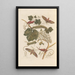 Dissertation sur la génération et les transformations des insectes de Surinam Pl37 - Maria Sibylla Merian — quadro incorniciato alla parete