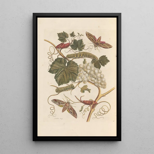Dissertation sur la génération et les transformations des insectes de Surinam Pl37 - Maria Sibylla Merian — framed artwork on a wall