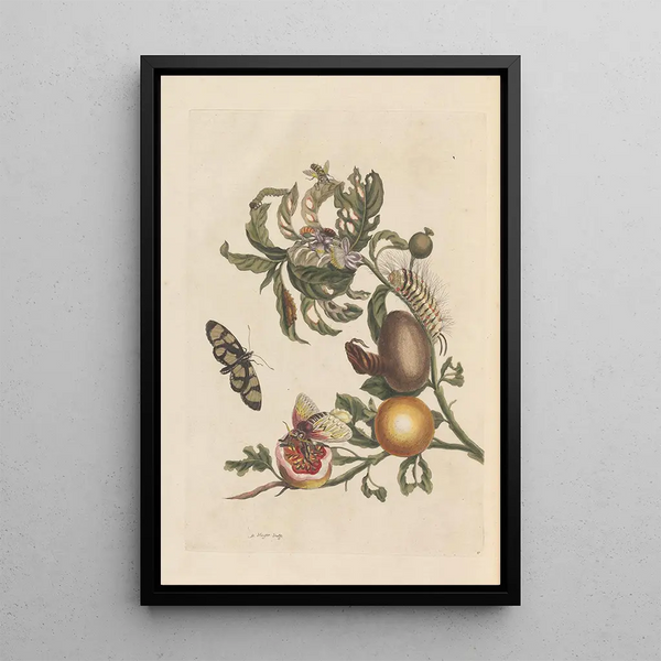 Dissertation sur la génération et les transformations des insectes de Surinam Pl38 - Maria Sibylla Merian — framed artwork on a wall