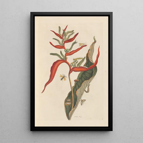Dissertation on the generation and transformations of insects from Suriname Pl39 - Maria Sibylla Merian — framed artwork on a wall
