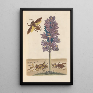 Maria Sibylla Merian - Dissertation sur la generation et les transformations des insectes de Surinam Pl41.webp