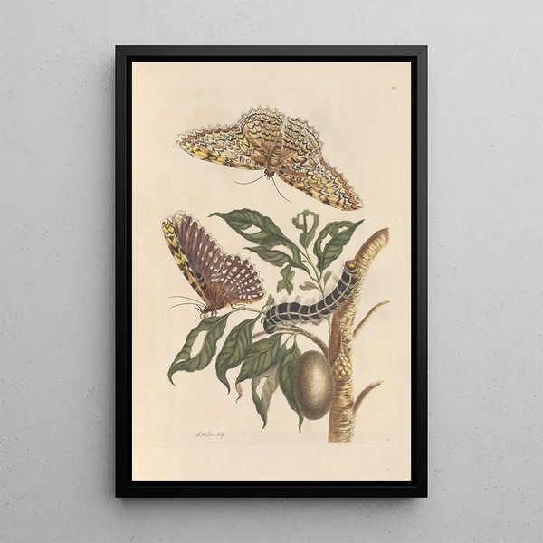 Dissertation on the generation and transformations of insects from Suriname Pl42 - Maria Sibylla Merian — framed artwork on a wall